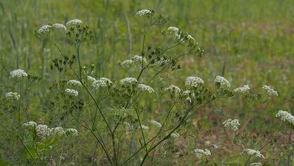 wiesenkerbel