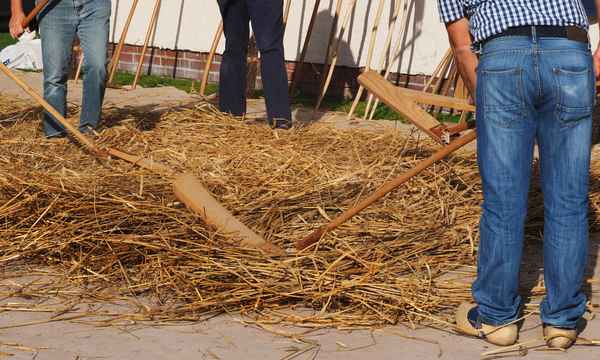 dreschen wie in alten zeiten
