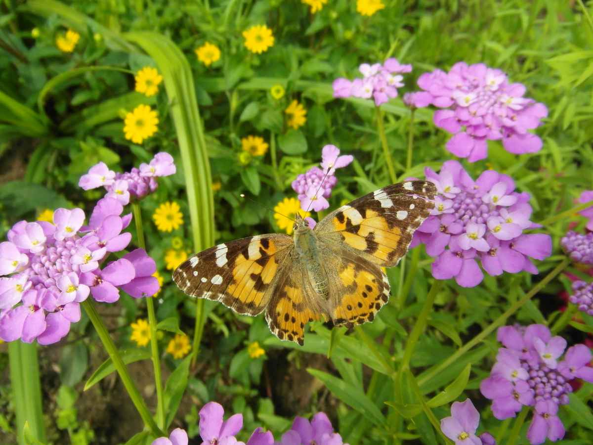 Oranger Schmetterling auf Schleifenblume
