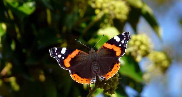 schöner Schmetterling (Admiral)