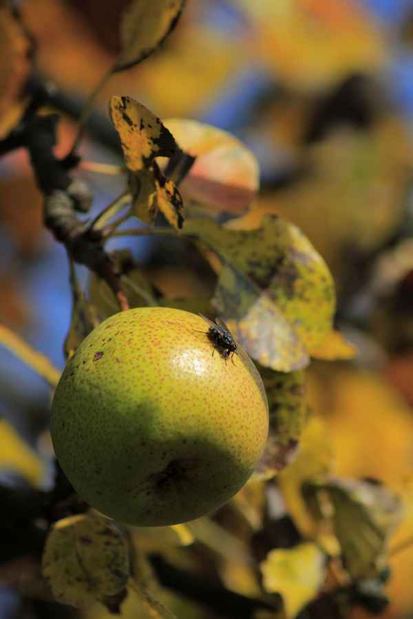 Die Hirschbirne