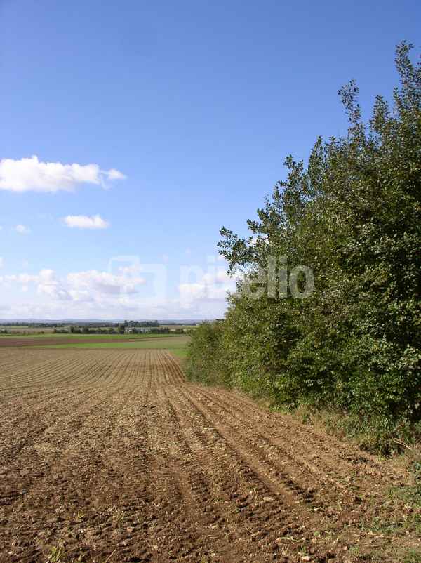 Im Feld