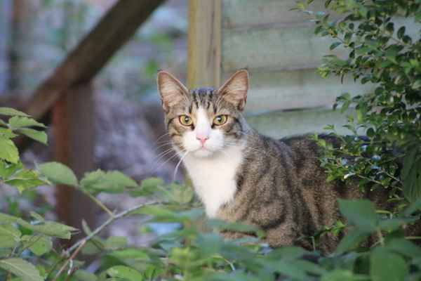 Nachbar´s katze in unserem Garten!