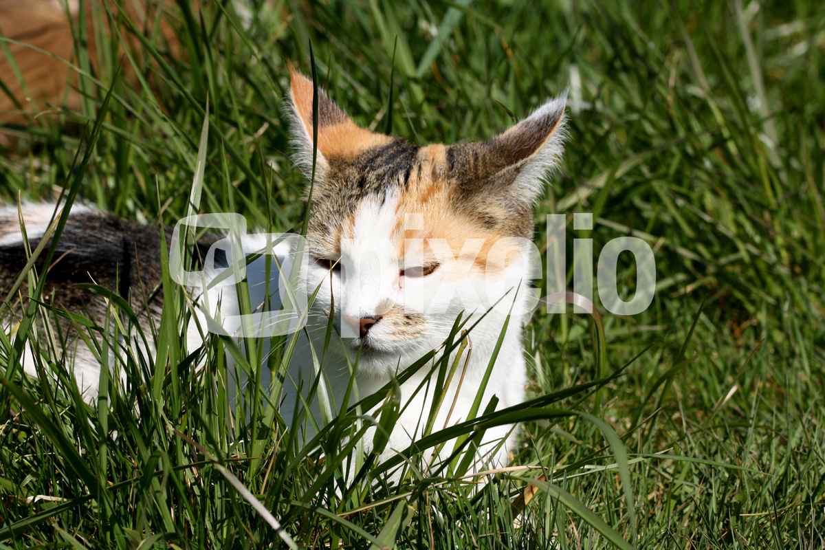 Halb versteckt im Gras