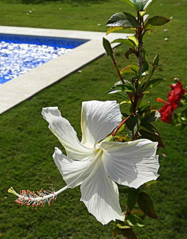 Weisse Hibiskusblüte