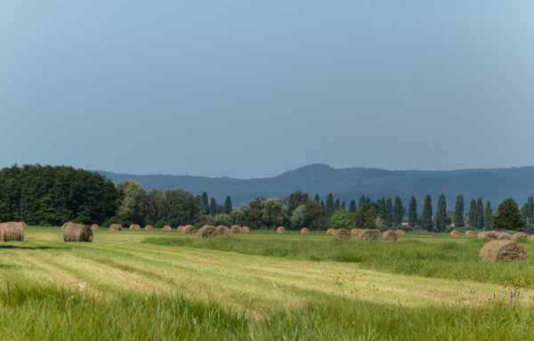 im schönen Wiesengrunde