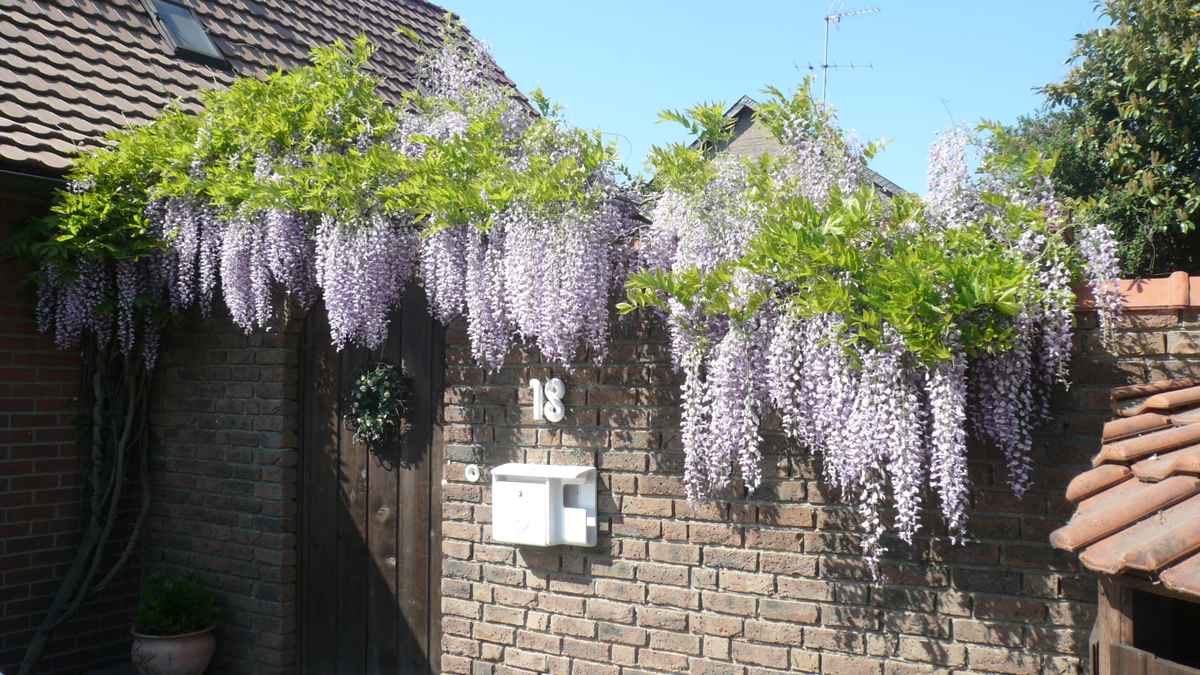 Blauregen