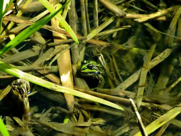 Hidden Frog