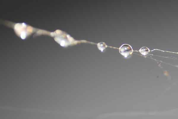 Tautropfen in einem Spinnennetz