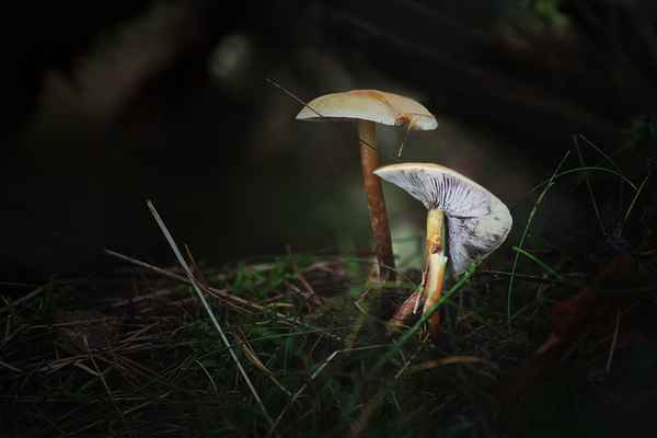 Pilze