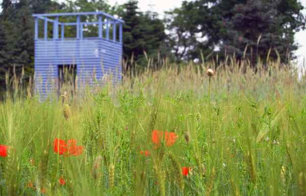 Wiese mit Gänseblümchen