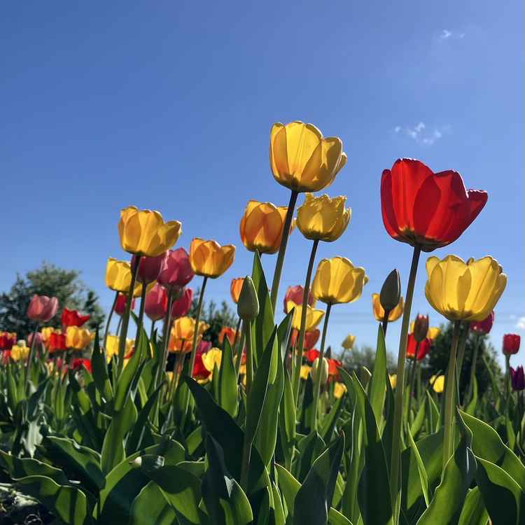 Tulpenfeld