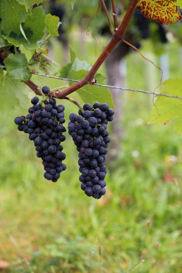Später ist es Rotwein