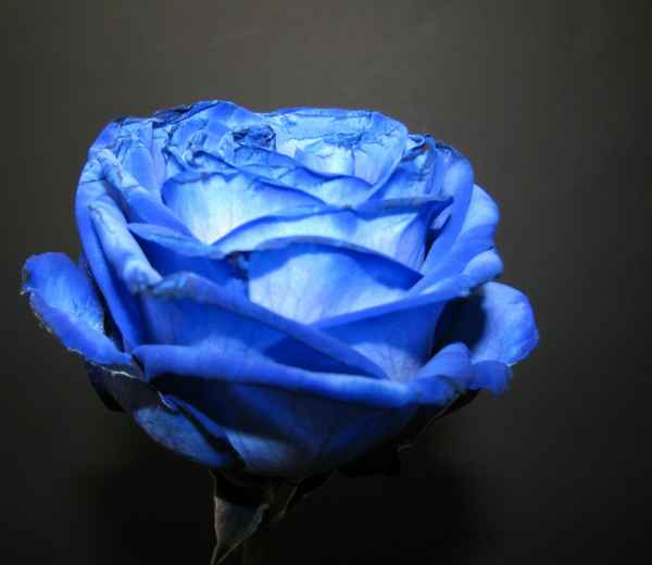 Rose in blue