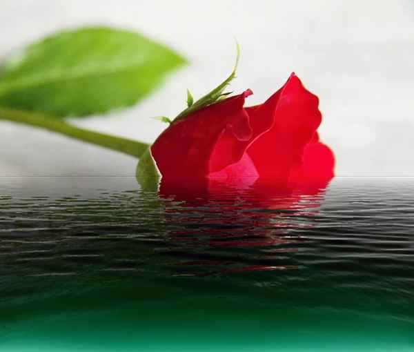 Rose im Wasser