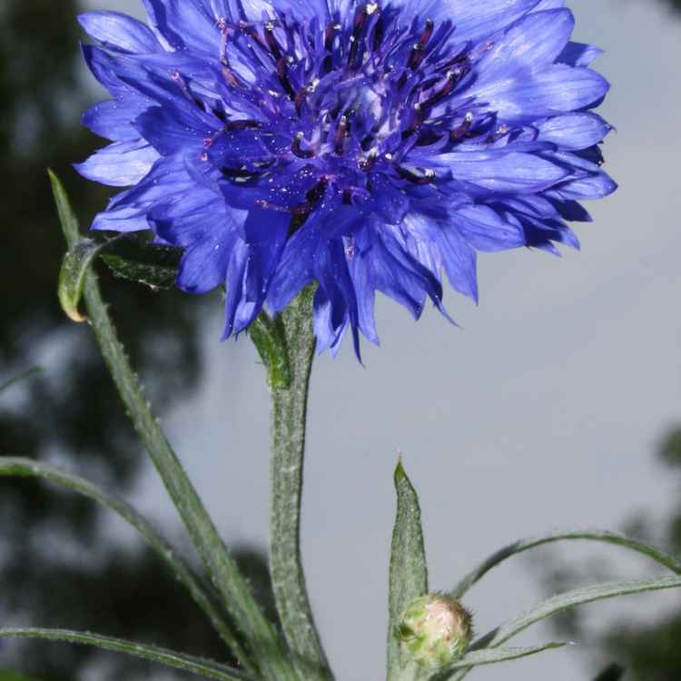 Kornblume im  Balkonkasten 3