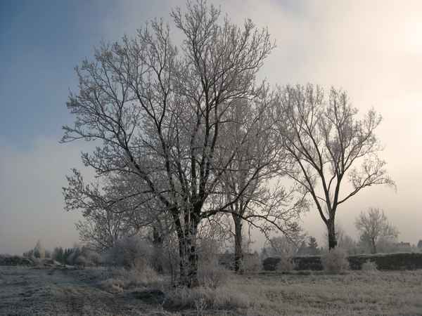 Winter und Raureif 57