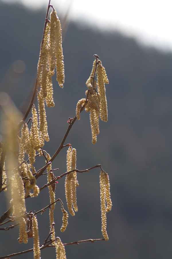 Haselnussblüten