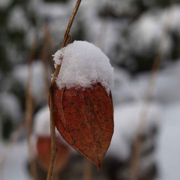 Mir unbekannte Frucht im Winter