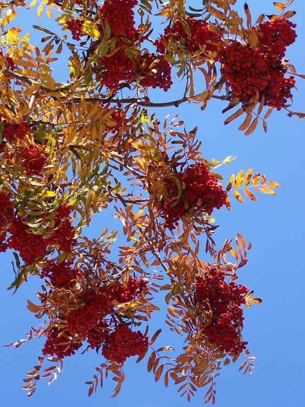 Vogelbeeren im September 2