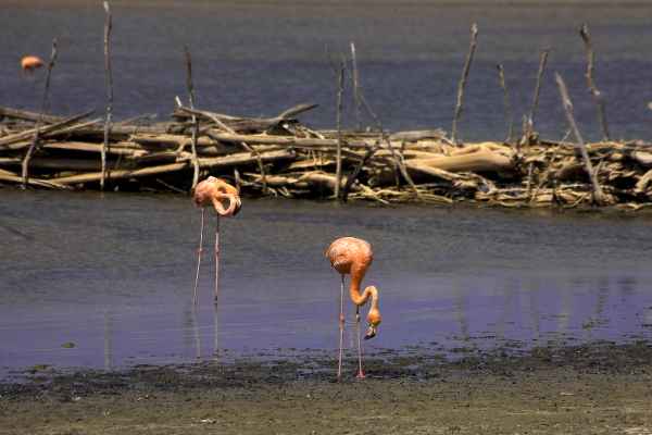 Flamingos in Freiheit