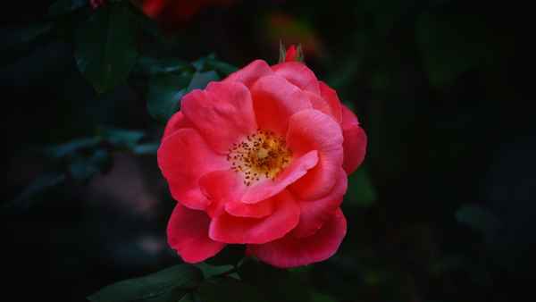 rote Rose