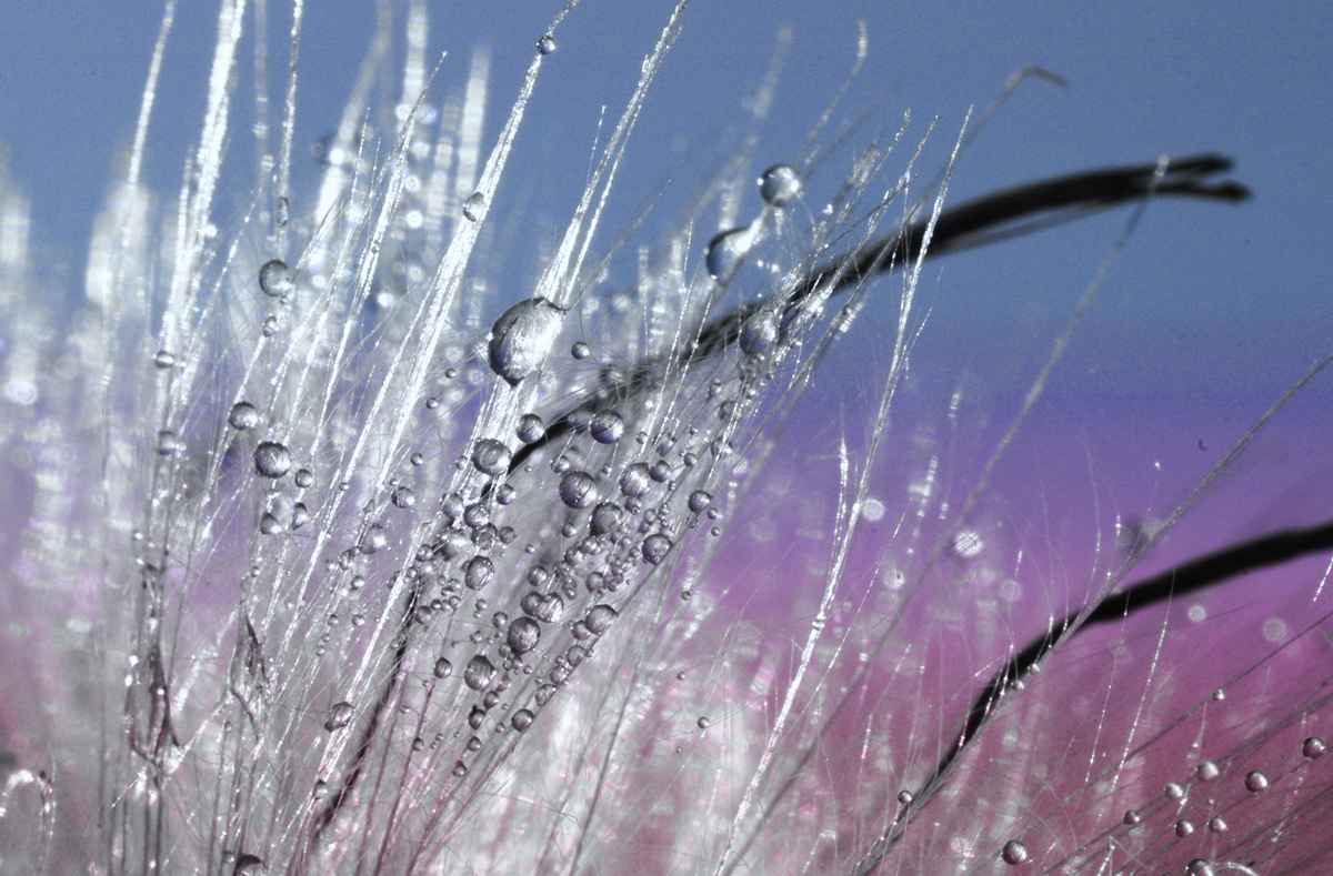 Wasserperlen im Gegenlicht