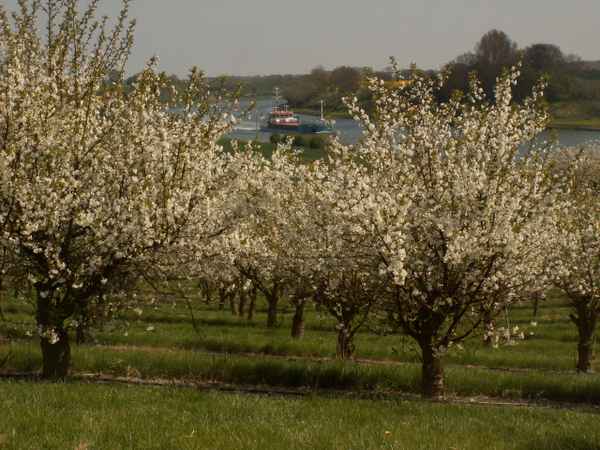 Kirschblüte