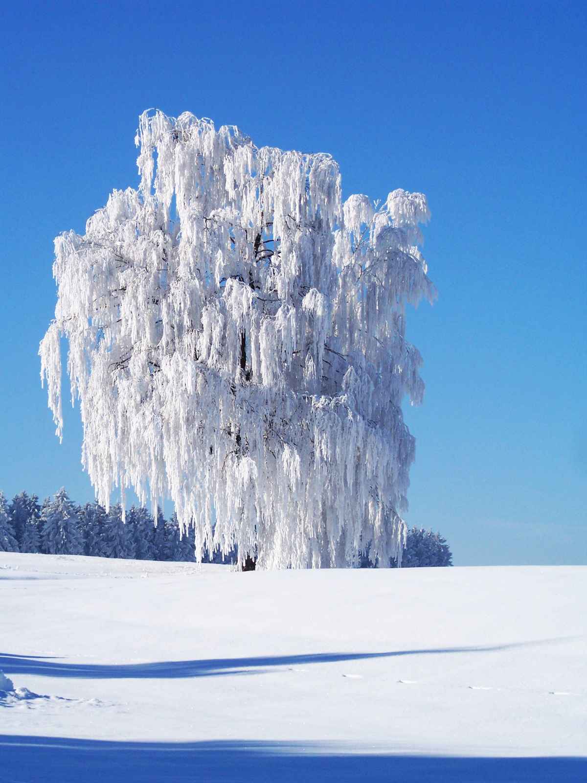 Vereister Weidenbaum