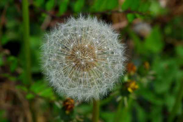Pusteblume 2