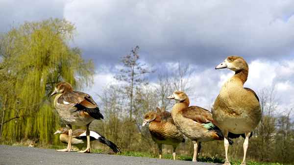 Familie Nilgans