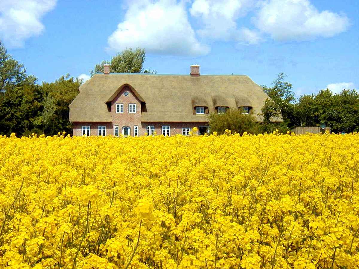 Reetdachhaus im Rapsfeld