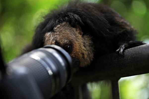 Wo ist das Vögelchen?