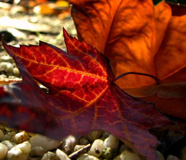 herbstbild