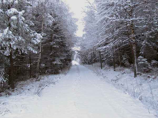  Winterwald