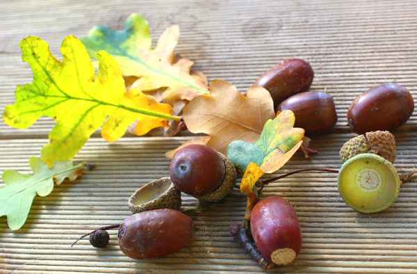 FRUCHT DER EICHE
