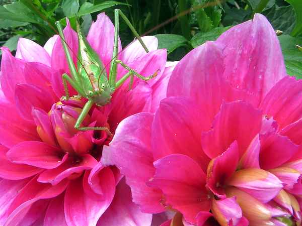 der Heuschrecke schmeckt meine Dahlie!