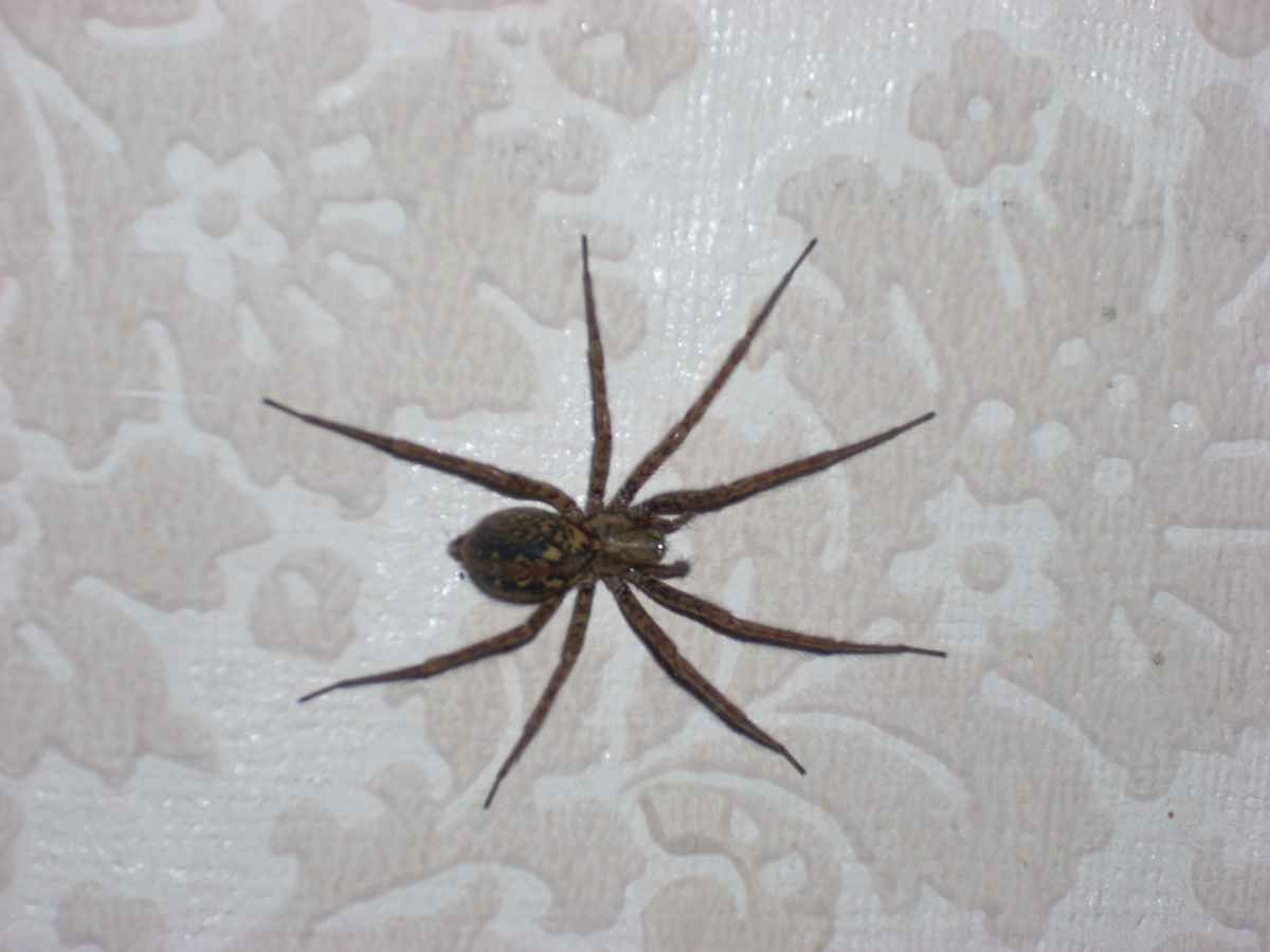 unheimlicher Besucher