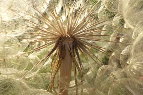 kleiner Wiesenboxbart