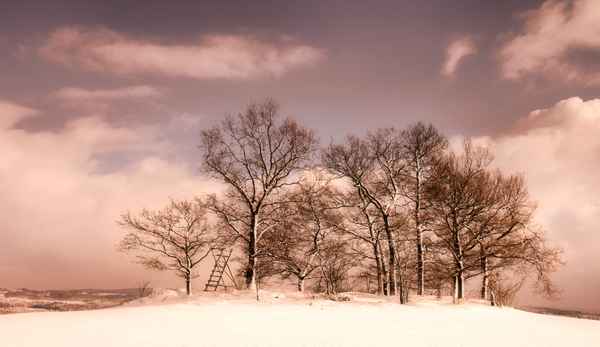 Baumgruppe im Winter