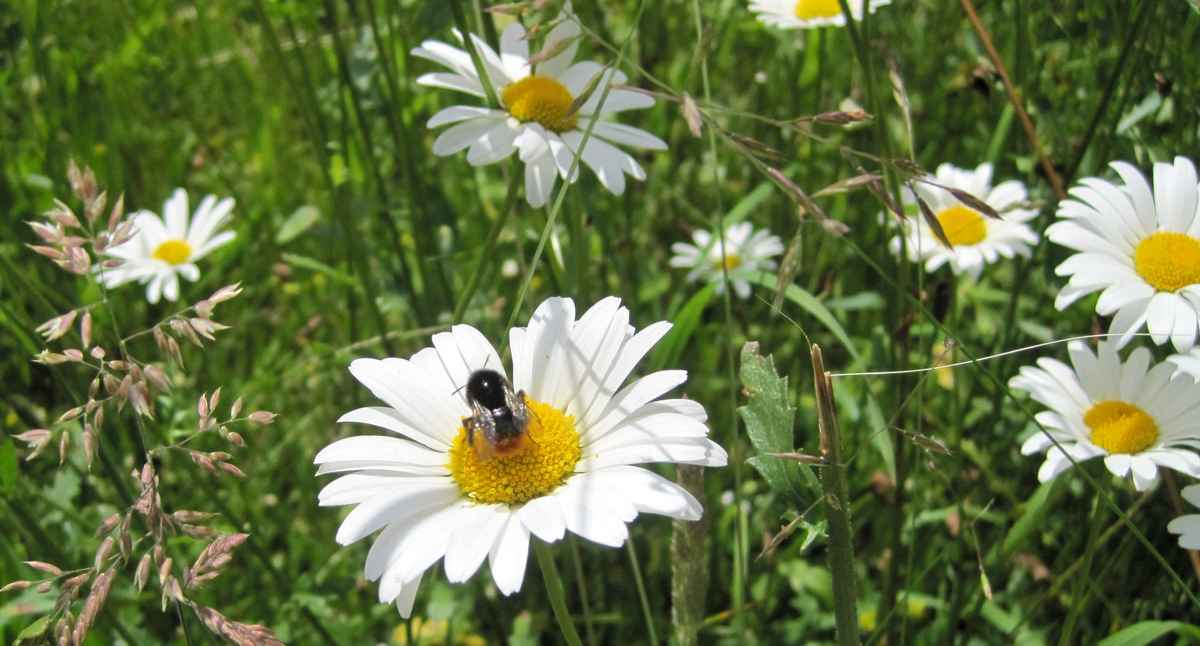 Besucher