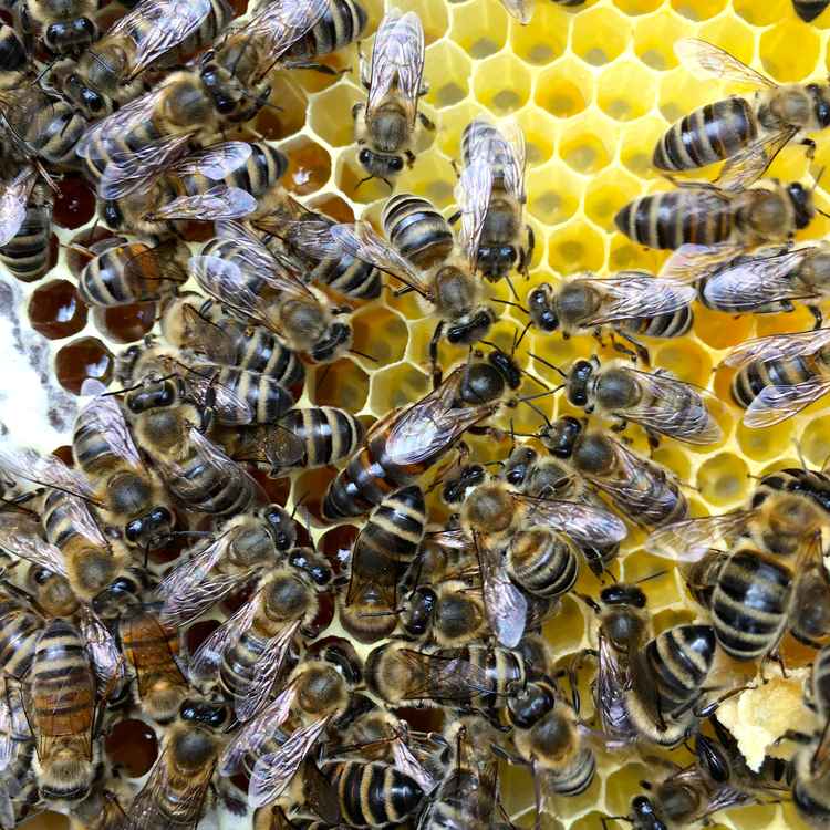 Bienenkönigin