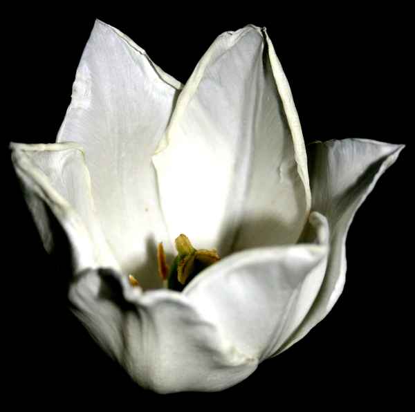 Schwarz-weiss