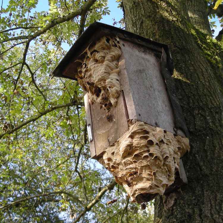 Hornissen im Nistkasten