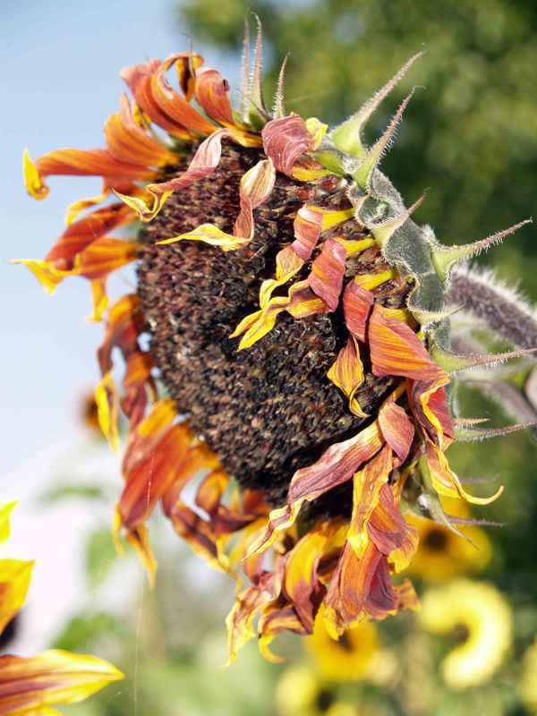 Sonnenblume nimmt Abschied