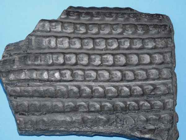 Versteinerung: Schuppenbaum