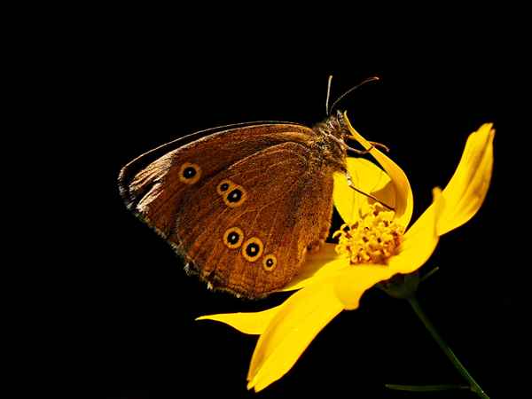 brauner waldvogel