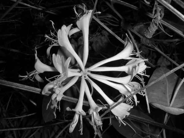 Geissblatt Lonicera Japonica