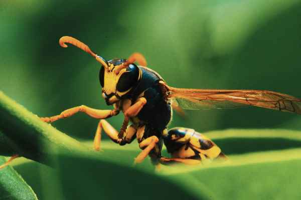 Vespe auf Blatt