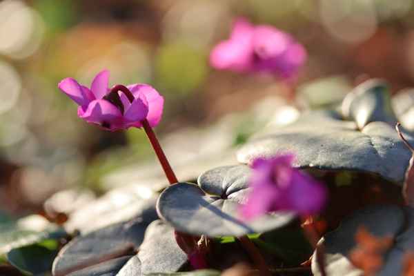 alpenveilchen im februar